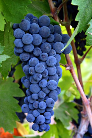 Grapes