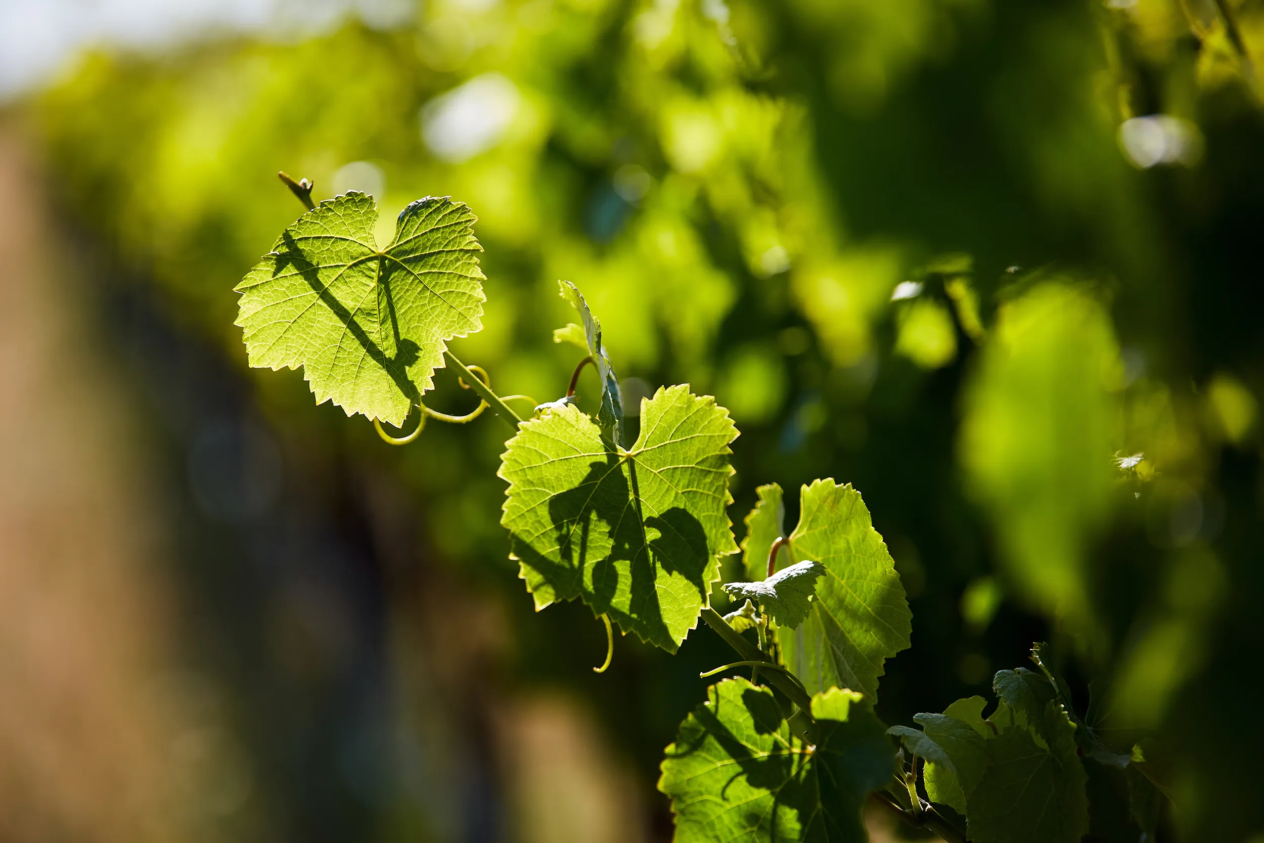 Klinker Brick Vines at sunrise