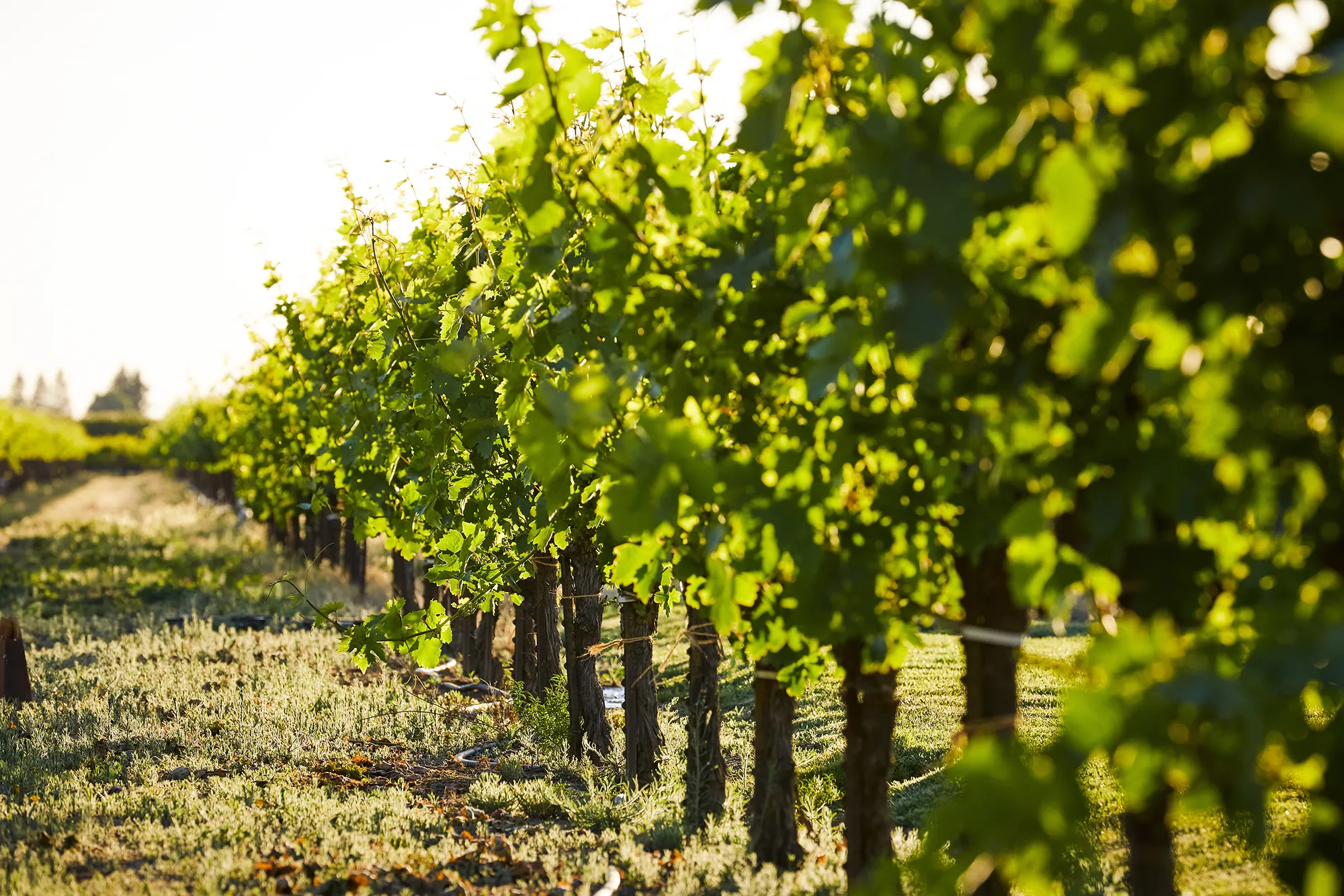 Vines in the Klinker Brick Vineyard