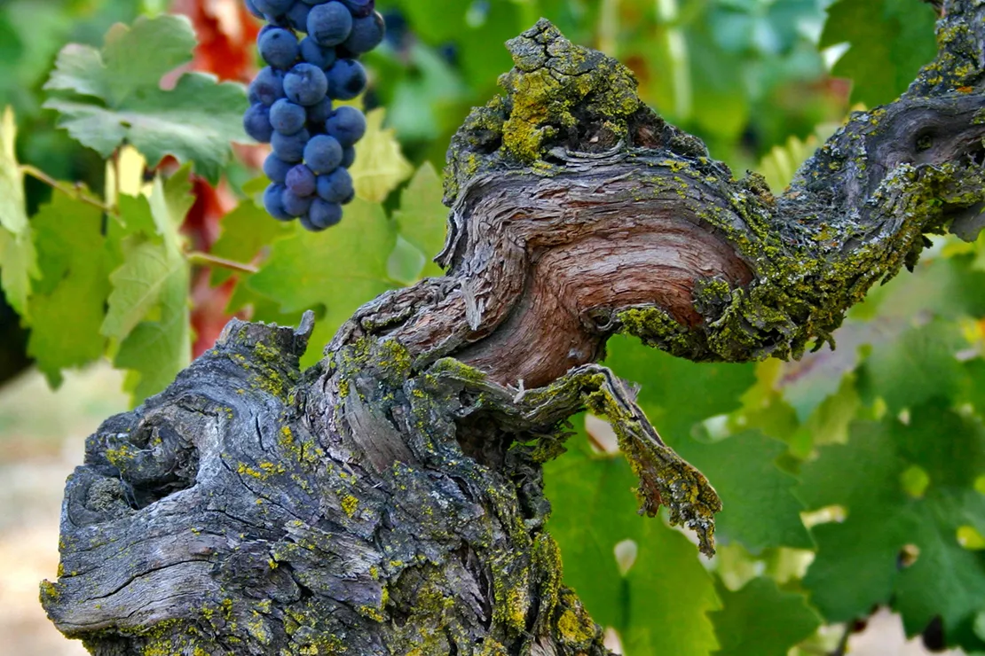 Old Vines at Klinker Brick Winery