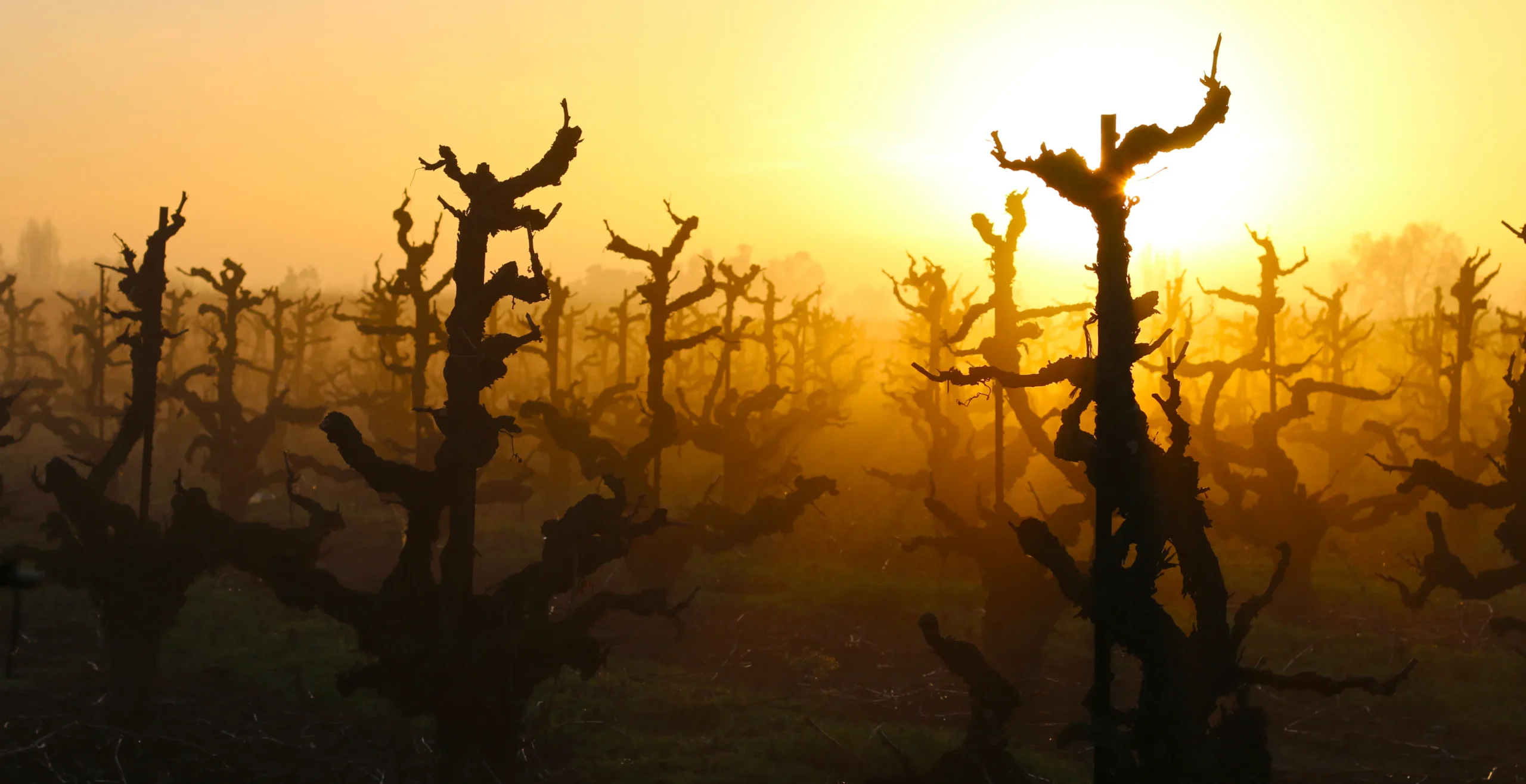 Klinker Brick Vineyard at sunset